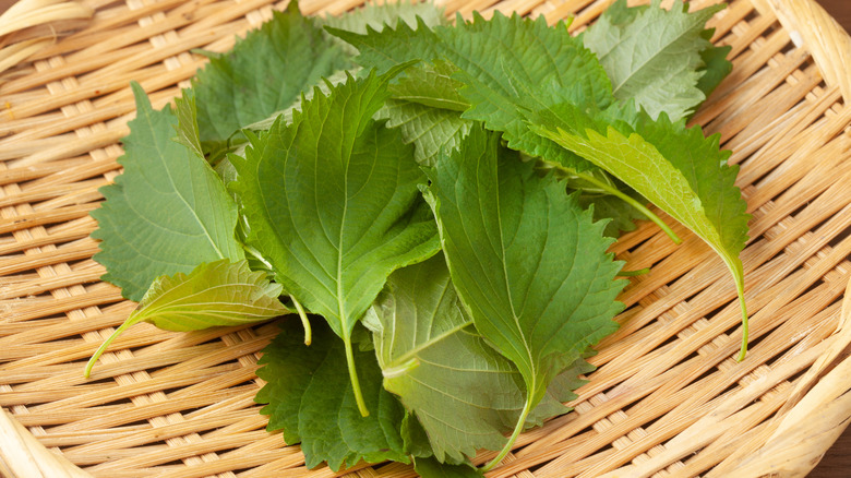 Shiso in a brown wicker basket