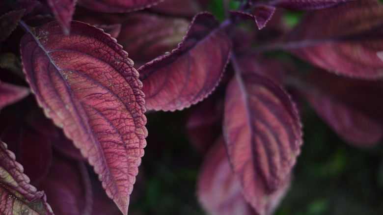 Purple shiso leaves stems