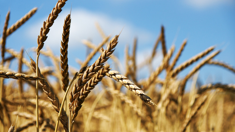 spelt crop in field