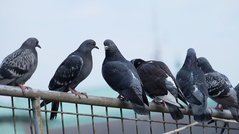 pigeons on a gate