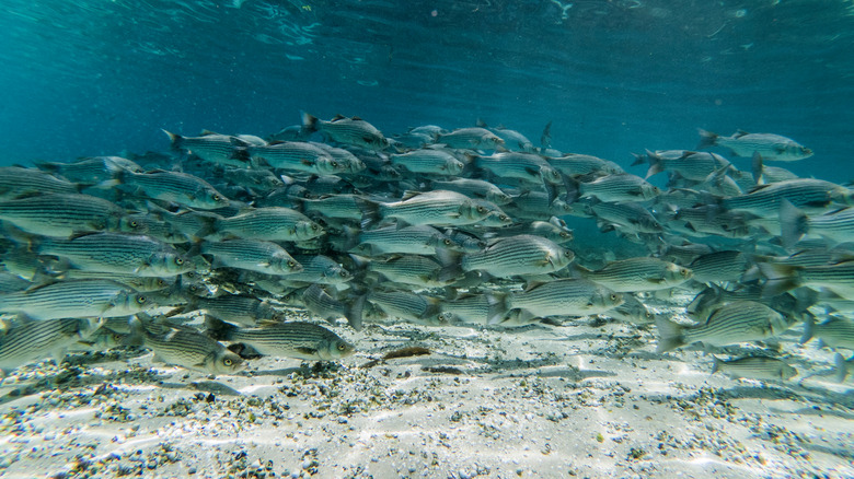 A school of striped bass