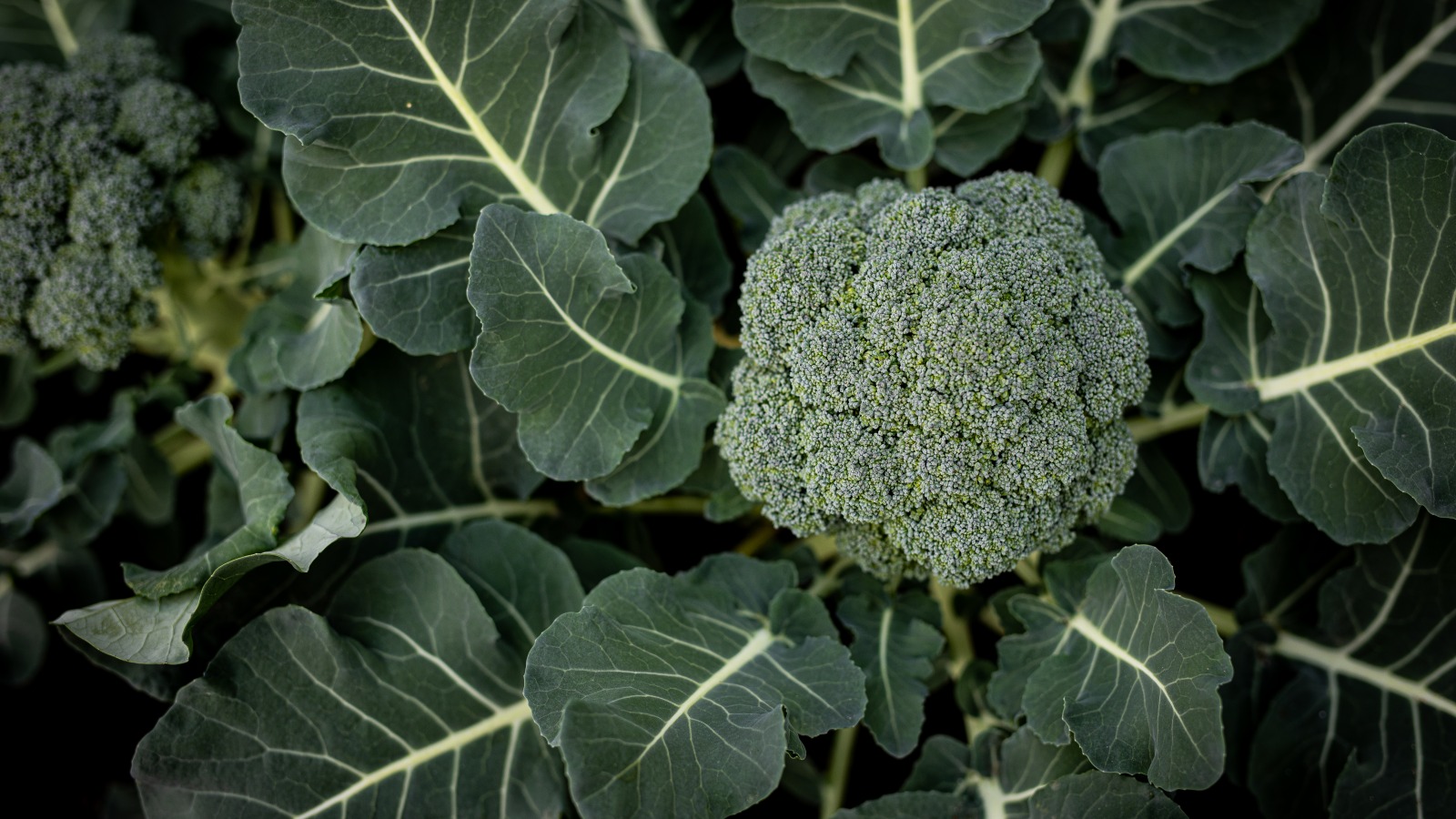 What It Means If Your Mouth Tingles When You Eat Broccoli