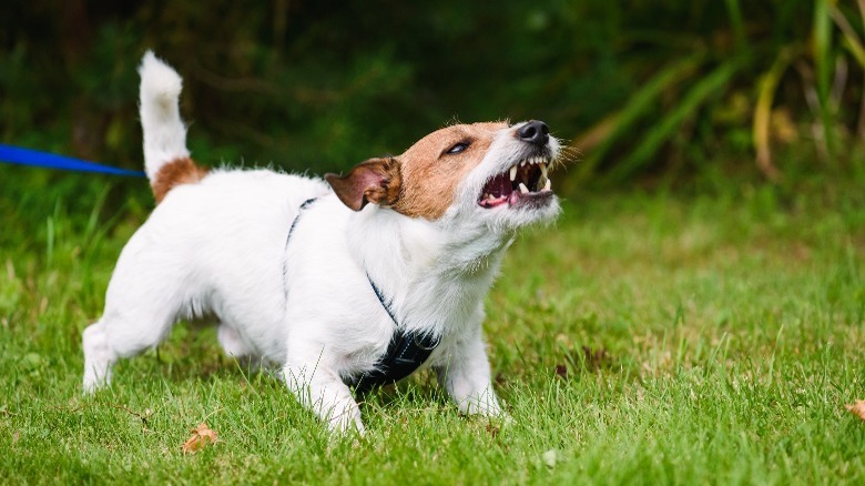 Pet dogs bark at Grubhub workers