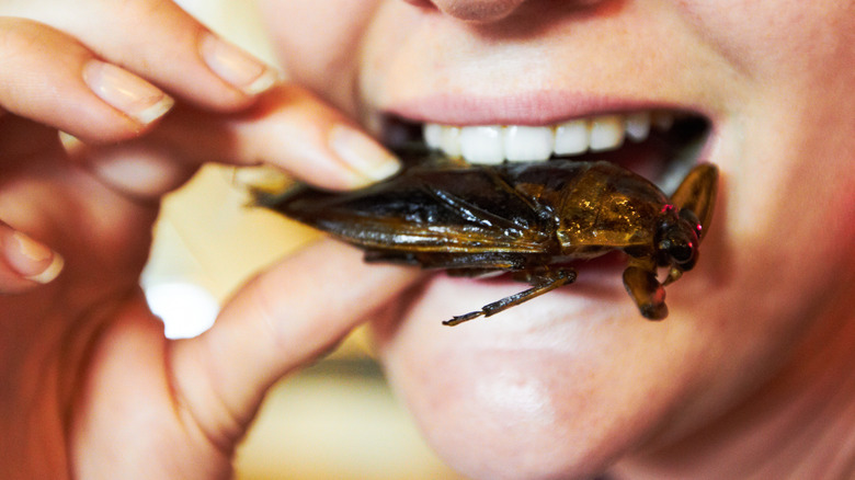 Person eating cockroach