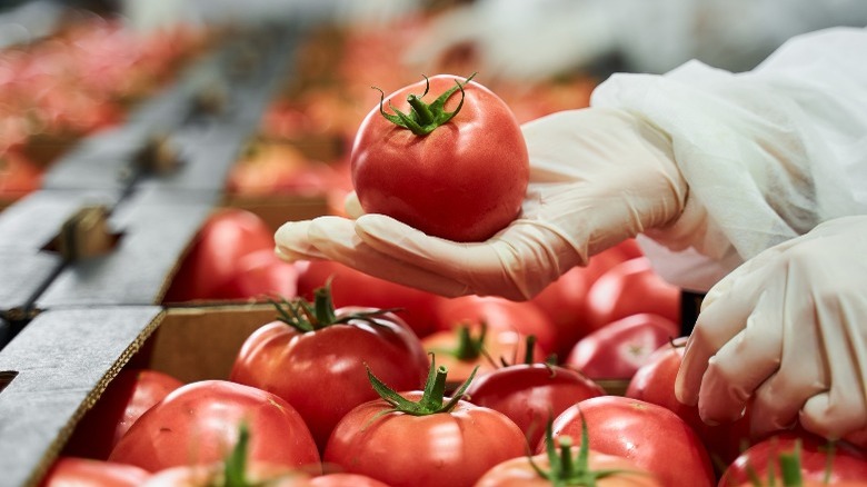 Grocery employee handling tomato