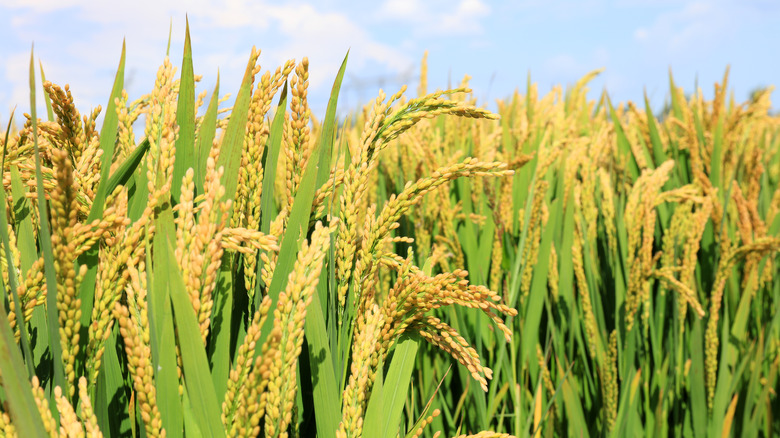 rice plants in field