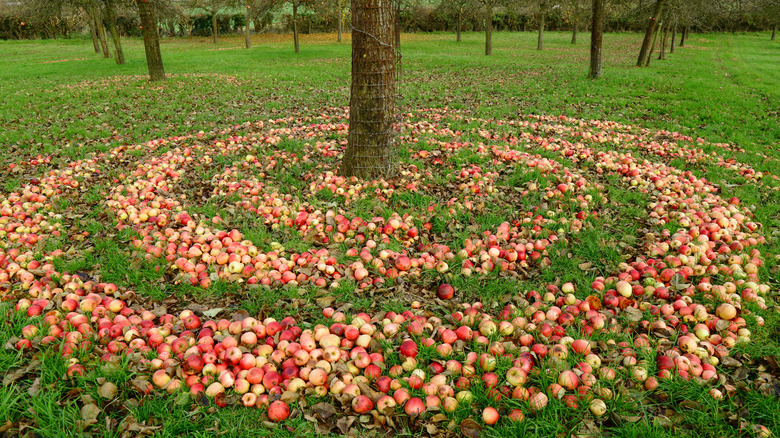 Somerset apple 