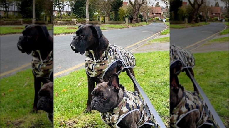 Galetti's dogs wearing camouflage 