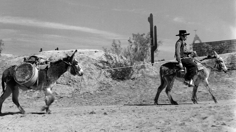 Donkeys carrying loads