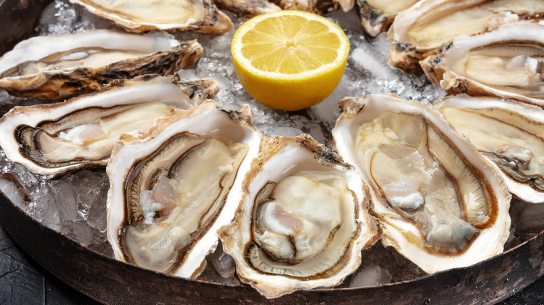 shucked oysters on ice with lemon 