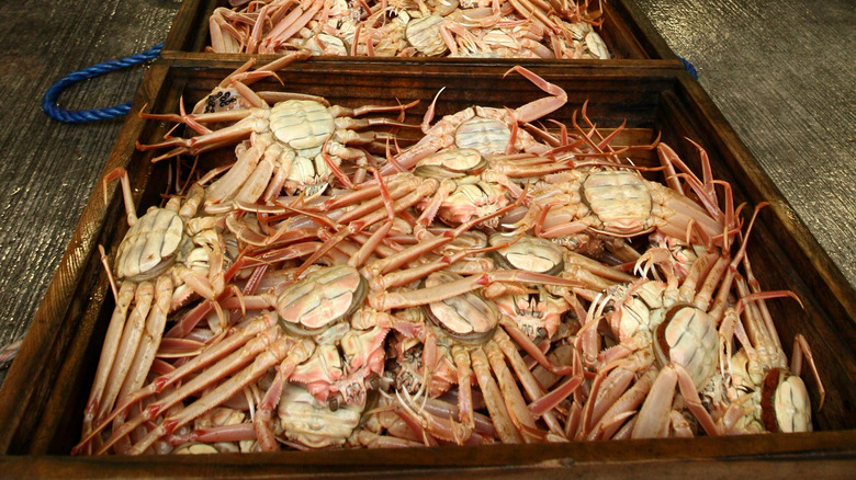 Endless snow crabs in boxes