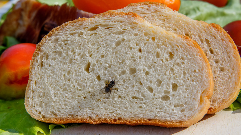 Black fly on food