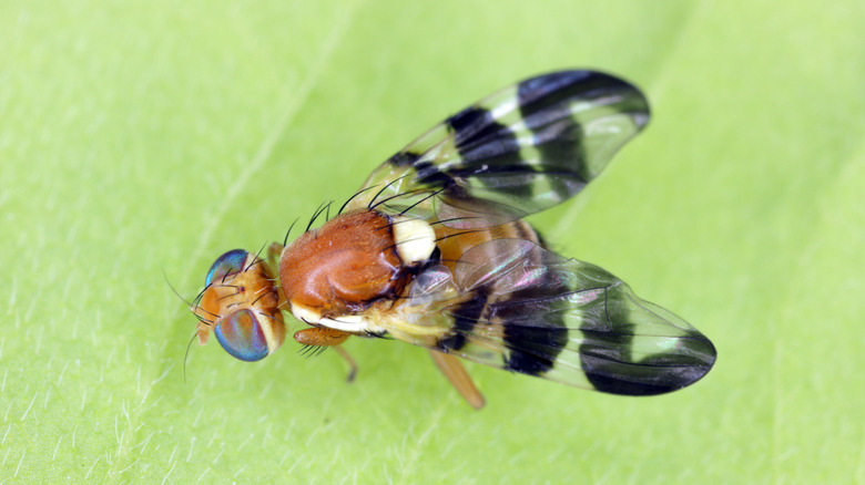 Fruit fly close up