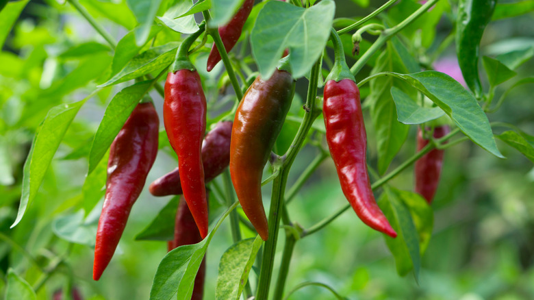 fresh chilis