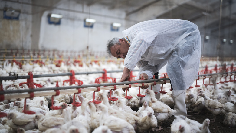 Worker at a poultry plant