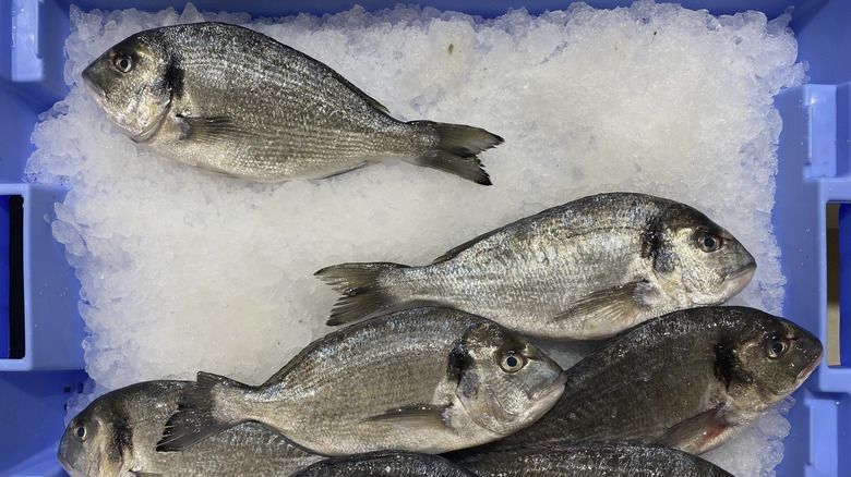 whole fish on ice