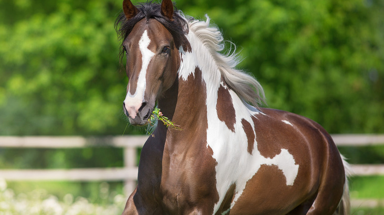 Galloping brown-and-white horse