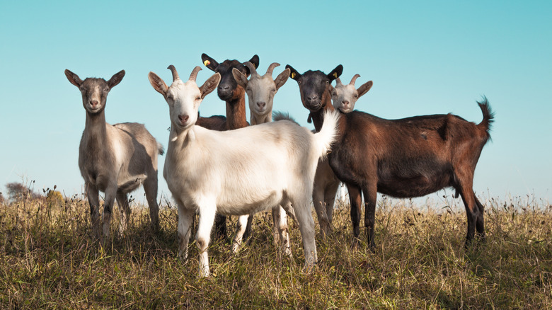 Small group of goats