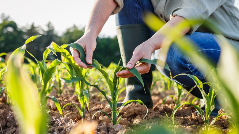 worker with corn plant