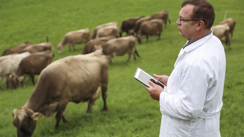 Doctor looking over cattle