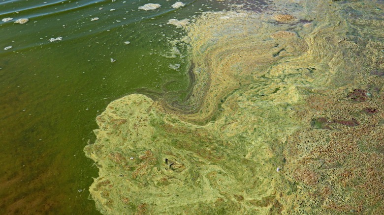 toxic algae in water