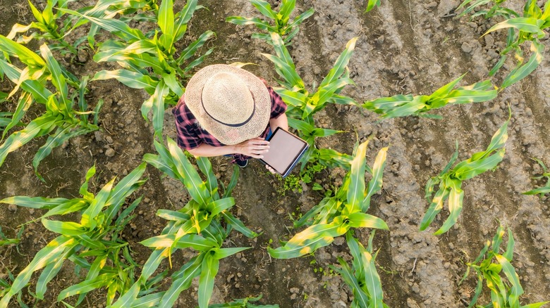 female farmer with tablet