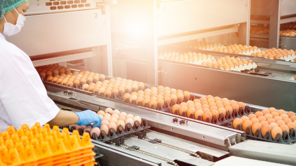 Egg production line