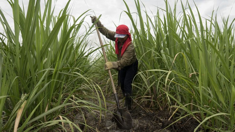 Farmer working in sugarcane field