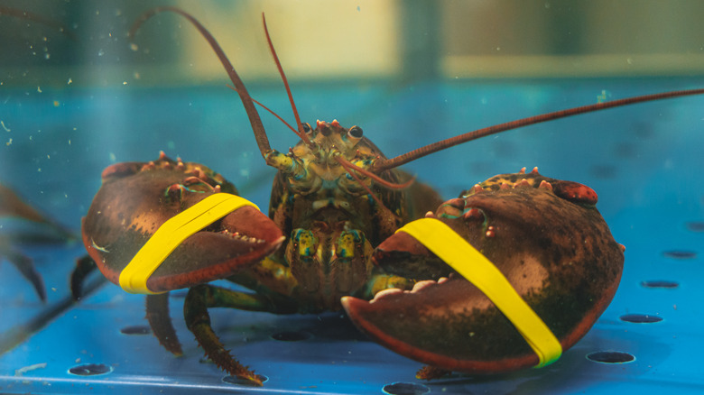 Lobster in an aquarium