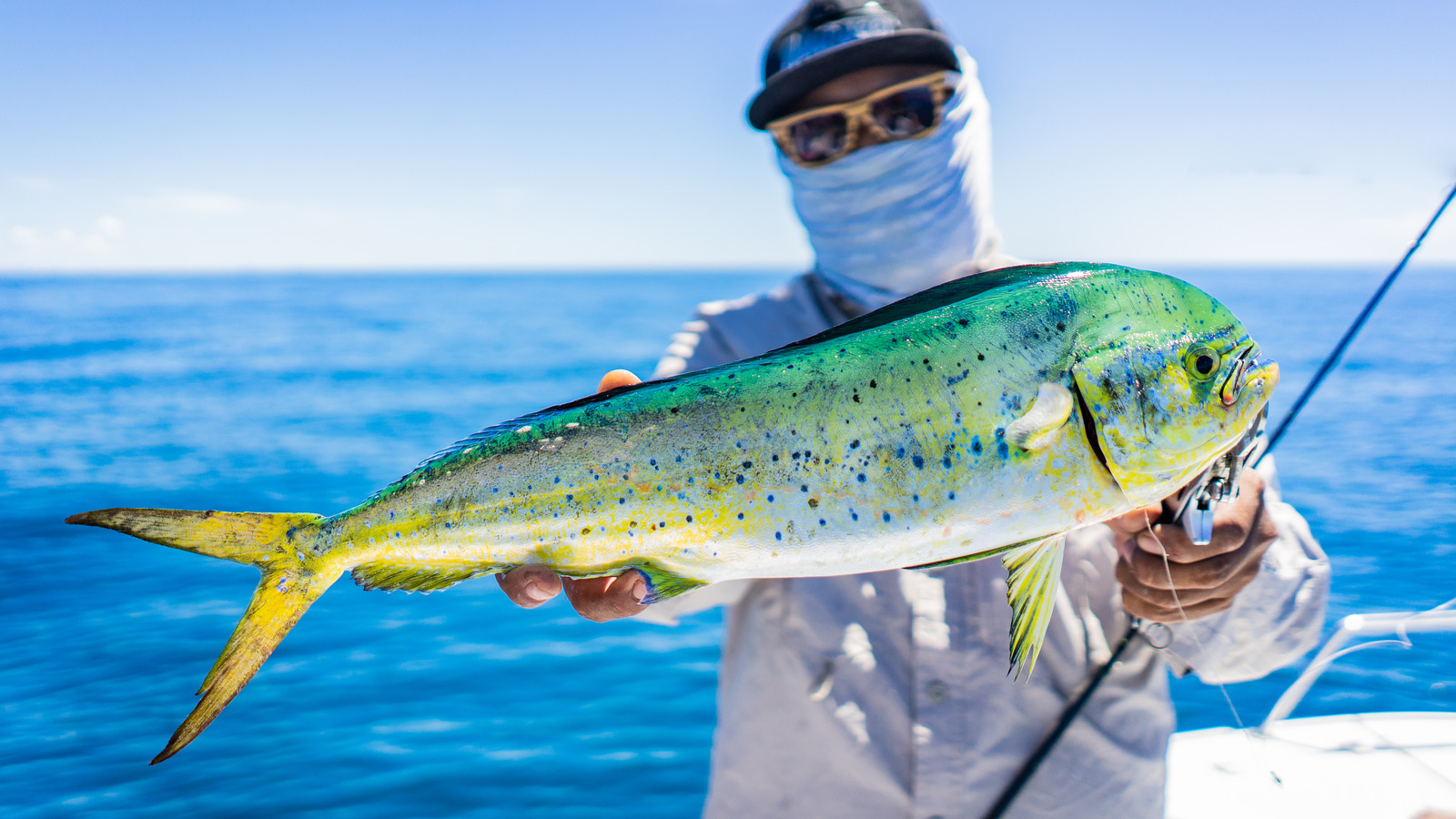 What Those Red Lines On Mahi Mahi Really Mean