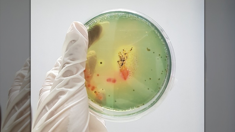 Salmonella bacteria in petri dish