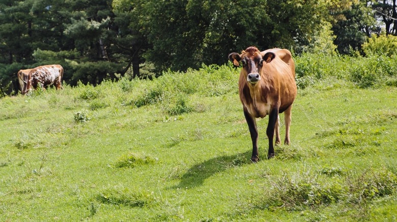 Cows grazing at Vermont farm