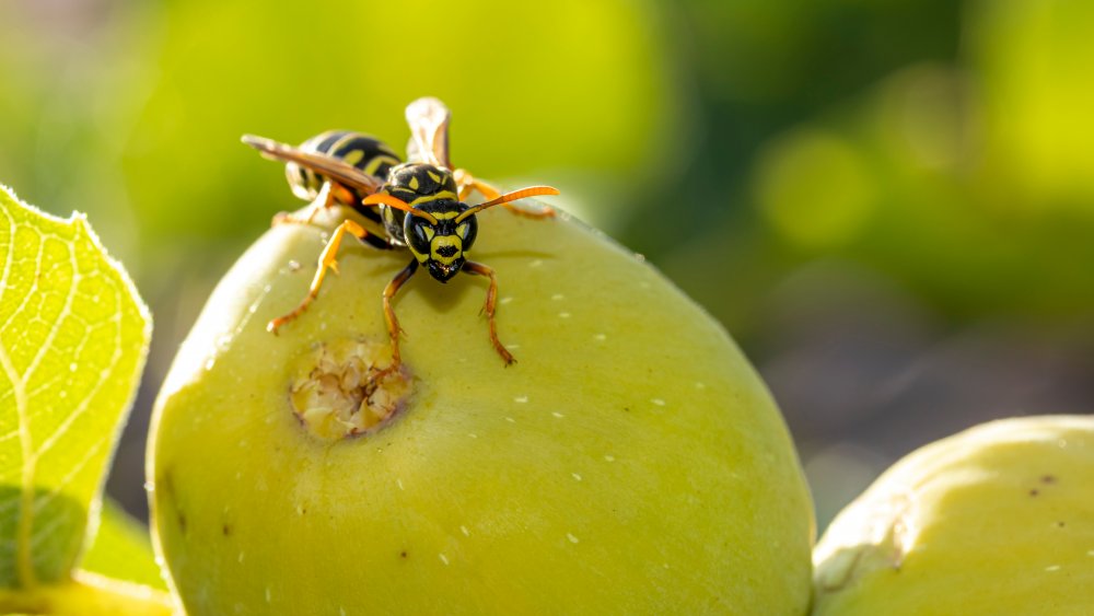 Wasp on fig