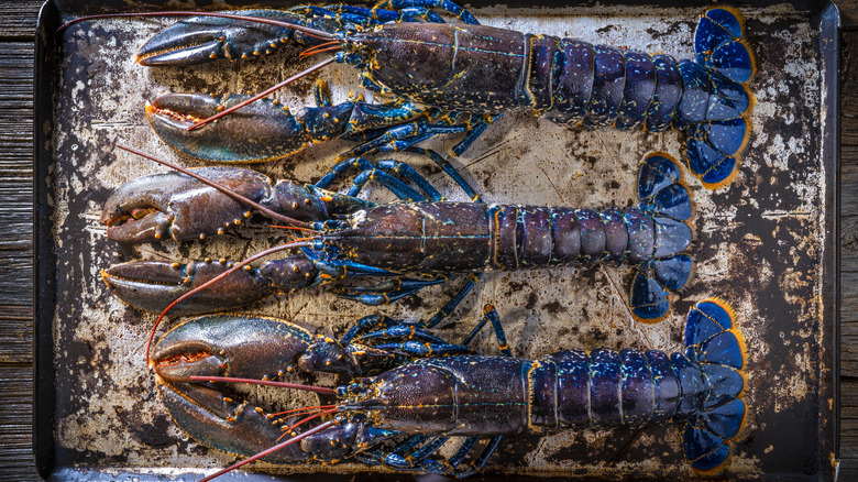 blue lobsters on tray