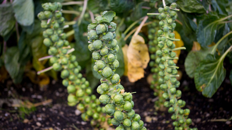 Brussels sprouts growing on stalks