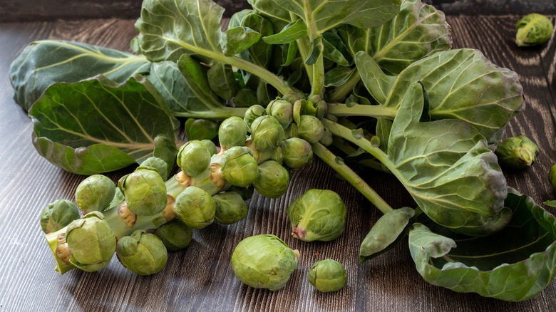 Brussels sprouts plant