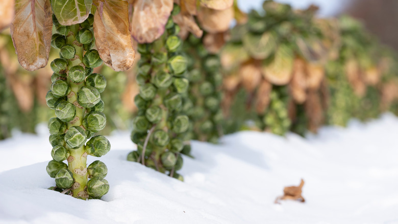 Brussels sprouts in winter