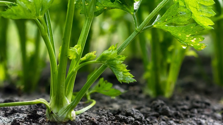 celery growing in ground