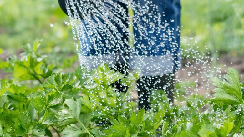 watering celery plants