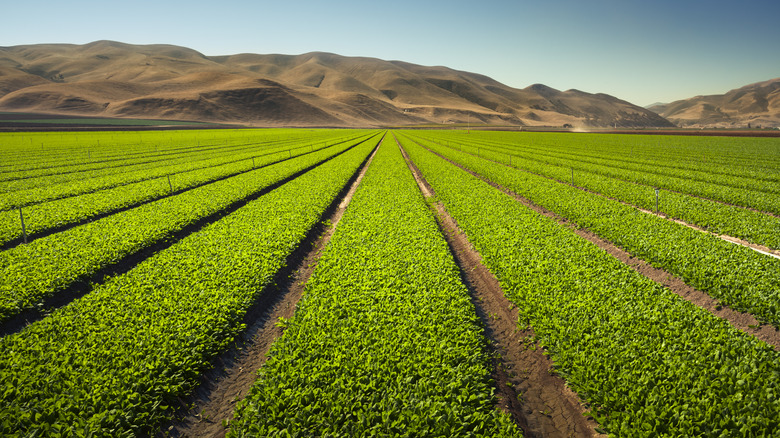 celery growing in large field