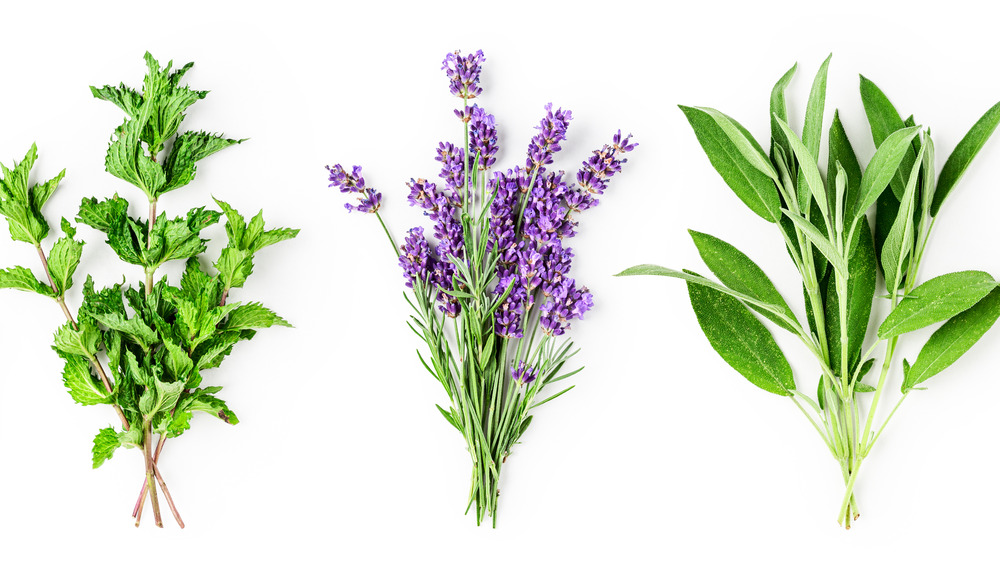 herbs including sage, lavender, rosemary, thyme
