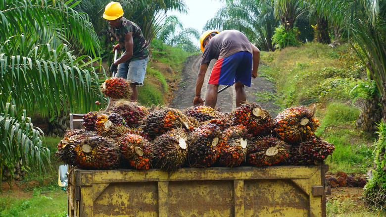 Palm fruit harvesting in rainforest