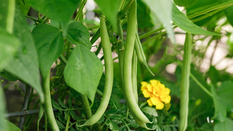 Green beans growing on plant