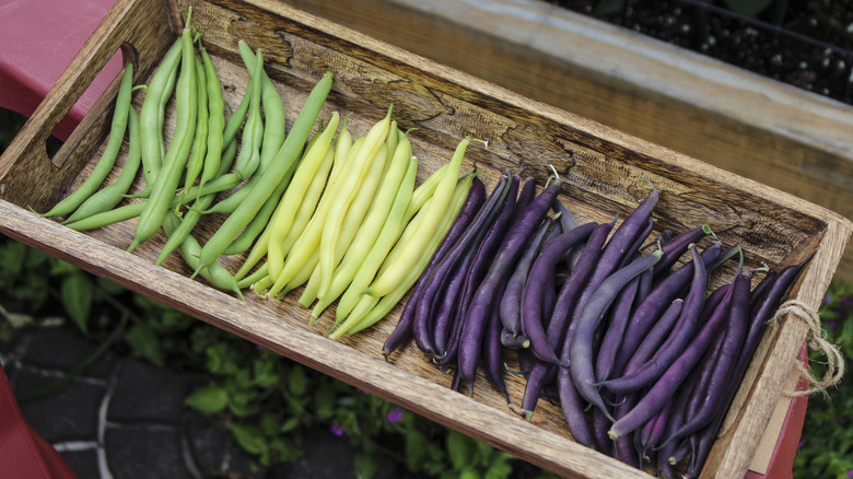 Box of different color green beans