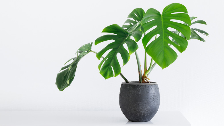 monstera plant with white background