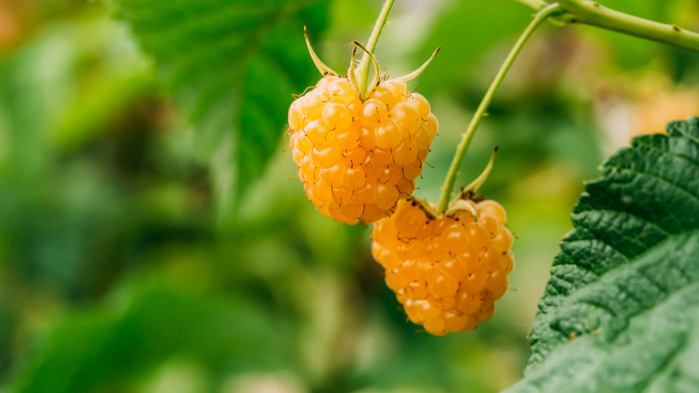 Golden raspberries growing on vine