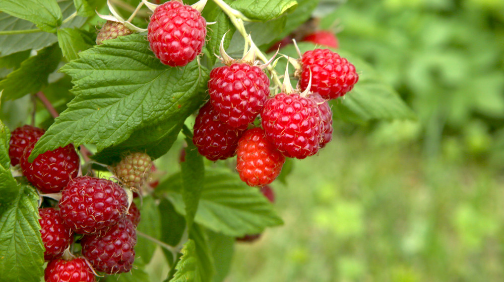 Raspberries growing on bush