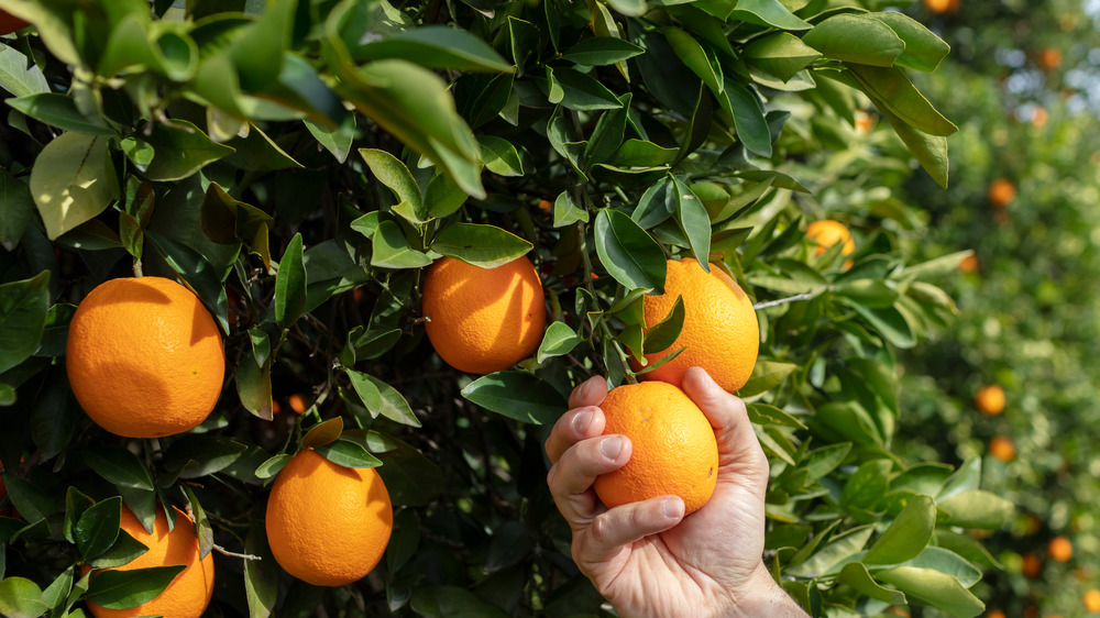 Someone picking an orange