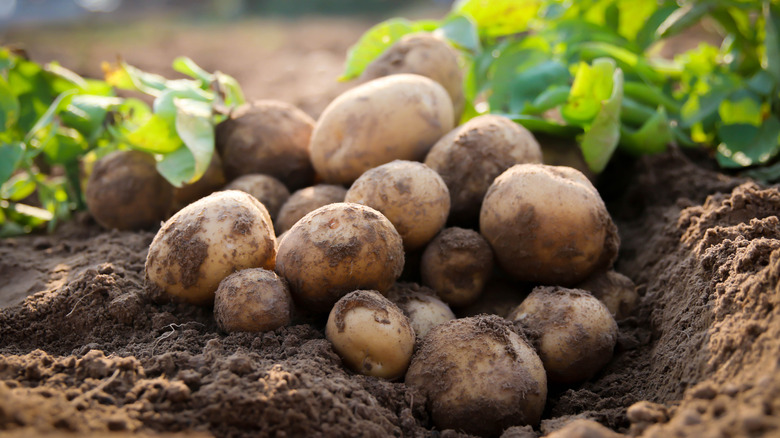 freshly dug potatoes