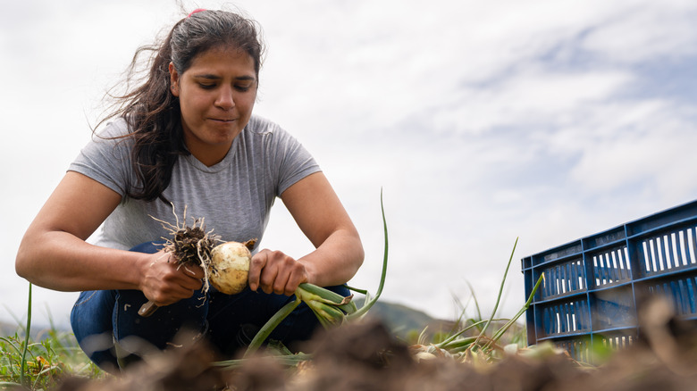 Young woman harvesting onions field